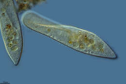 Image de Paramecium caudatum