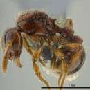 Image of Cryptomyrmex longinodus