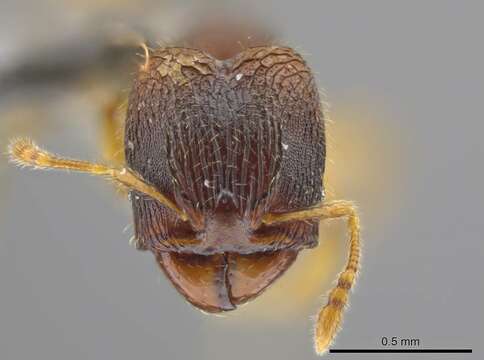 Image of <i>Pheidole ademonia</i>