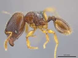 <i>Pheidole ademonia</i> resmi