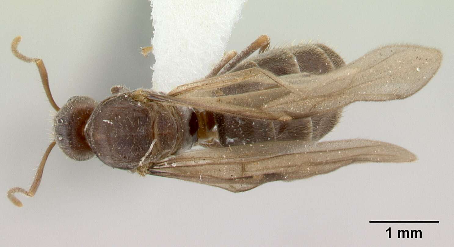 Image of Nylanderia jaegerskioeldi