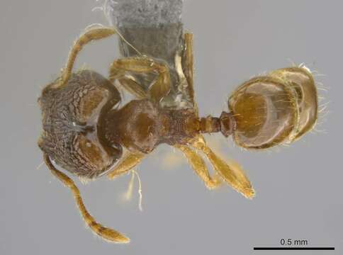 <i>Pheidole ademonia</i> resmi