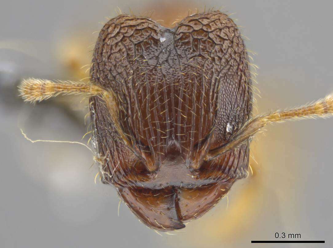 <i>Pheidole ademonia</i> resmi