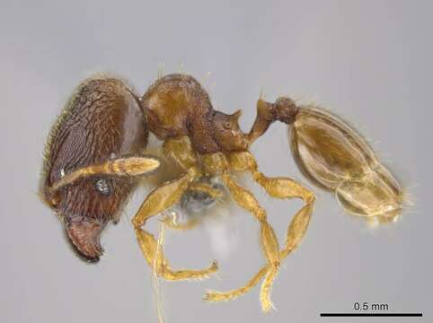 <i>Pheidole ademonia</i> resmi