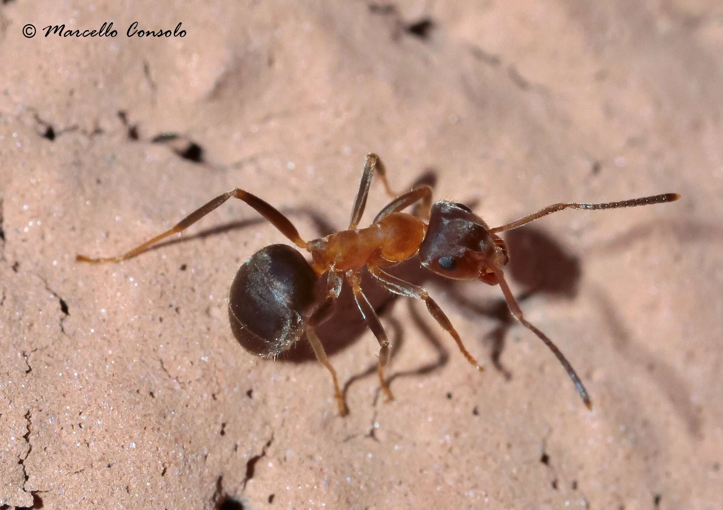 Image de Lasius emarginatus (Olivier 1792)