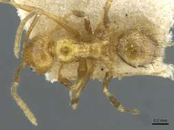 Image of Nylanderia docilis