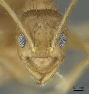 Image of Ant
