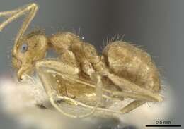 Image of Ant