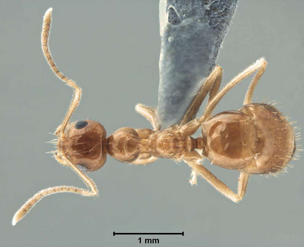 Image of <i>Prenolepis shanialena</i>