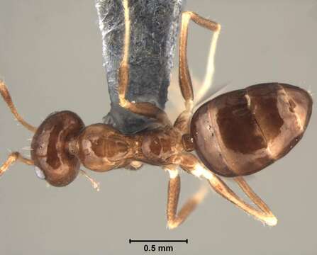 Image of False Honey Ants