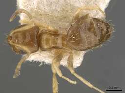 Image of <i>Brachymyrmex termitophilus</i>