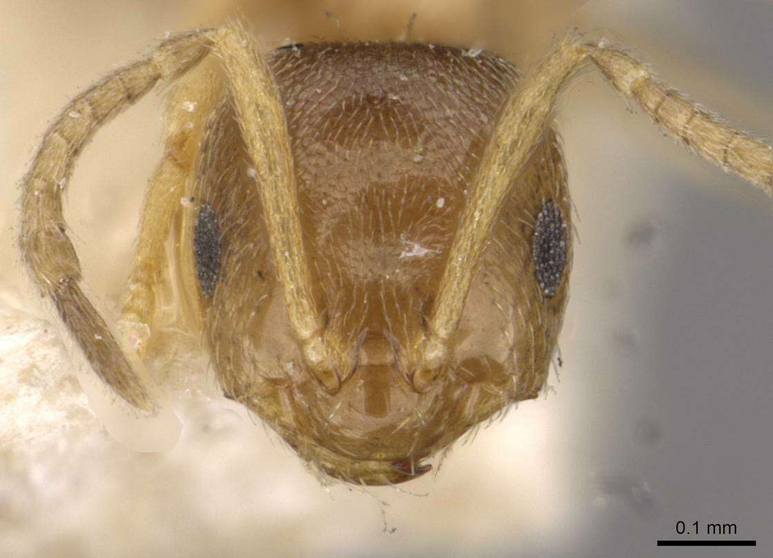 Image of <i>Brachymyrmex termitophilus</i>