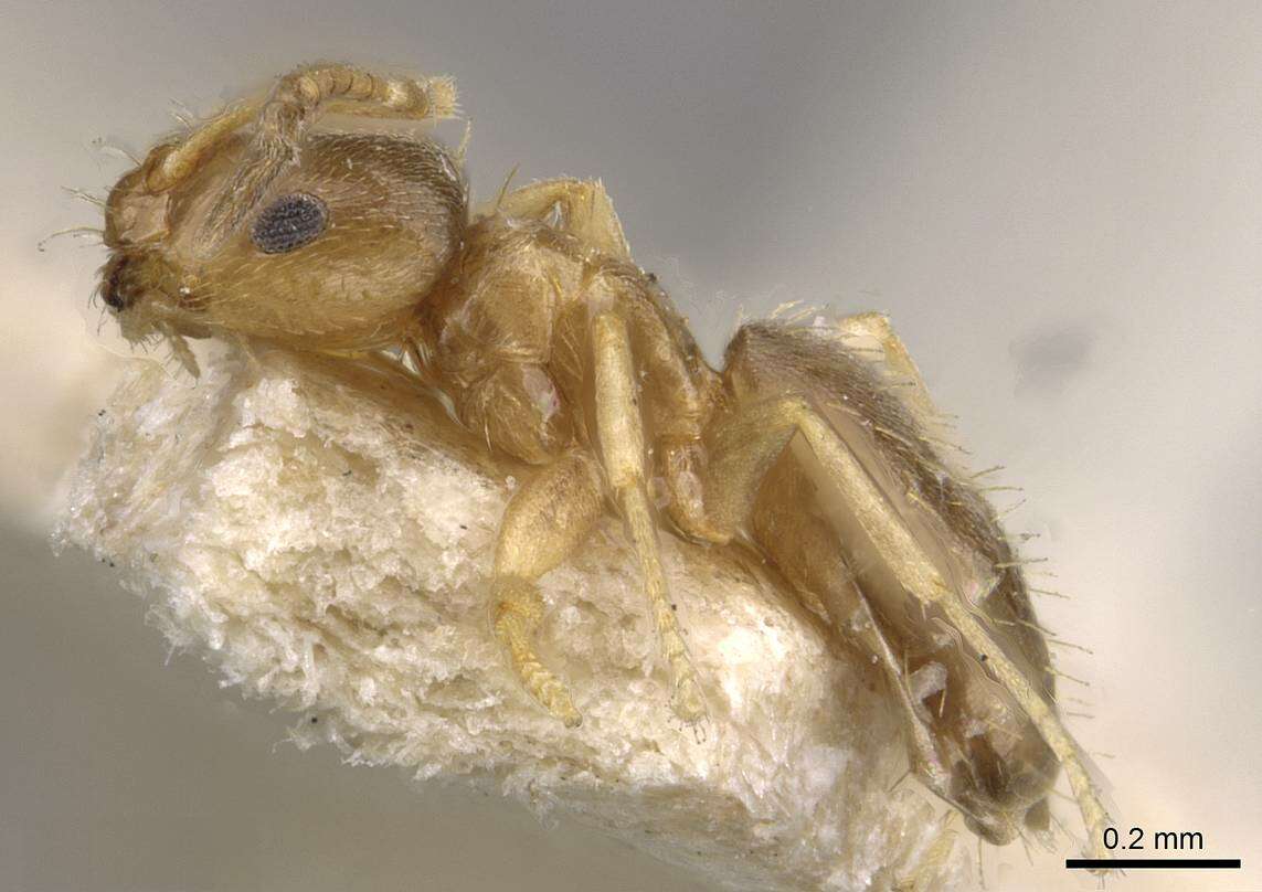Image of <i>Brachymyrmex termitophilus</i>