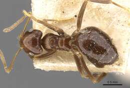 Image of Brachymyrmex degener Emery 1906