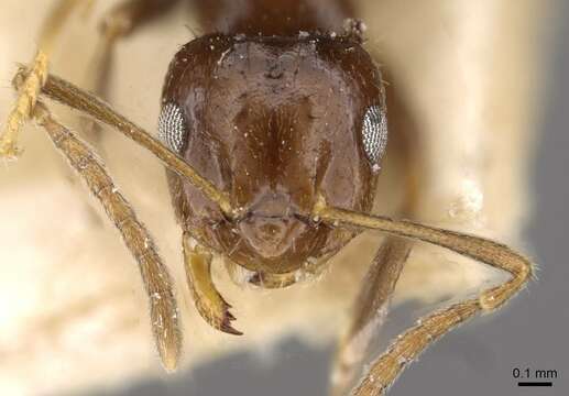 Image of Brachymyrmex degener Emery 1906