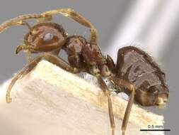 Image of Brachymyrmex degener Emery 1906