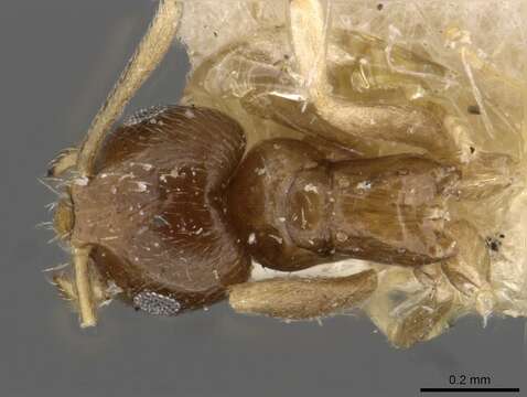 Imagem de Brachymyrmex australis Forel 1901