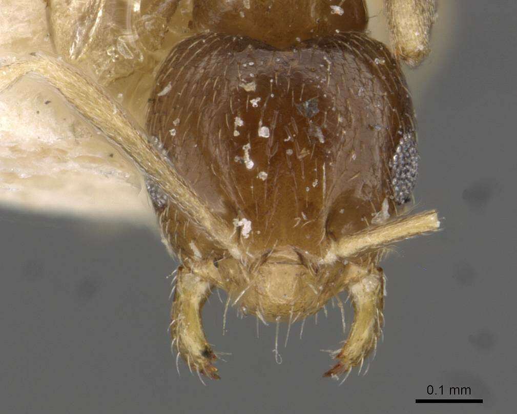 Imagem de Brachymyrmex australis Forel 1901