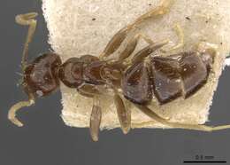 Imagem de Brachymyrmex