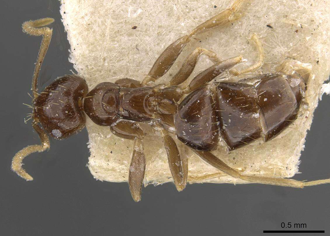 Imagem de Brachymyrmex