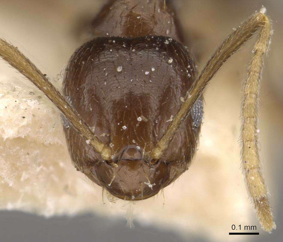 Imagem de Brachymyrmex