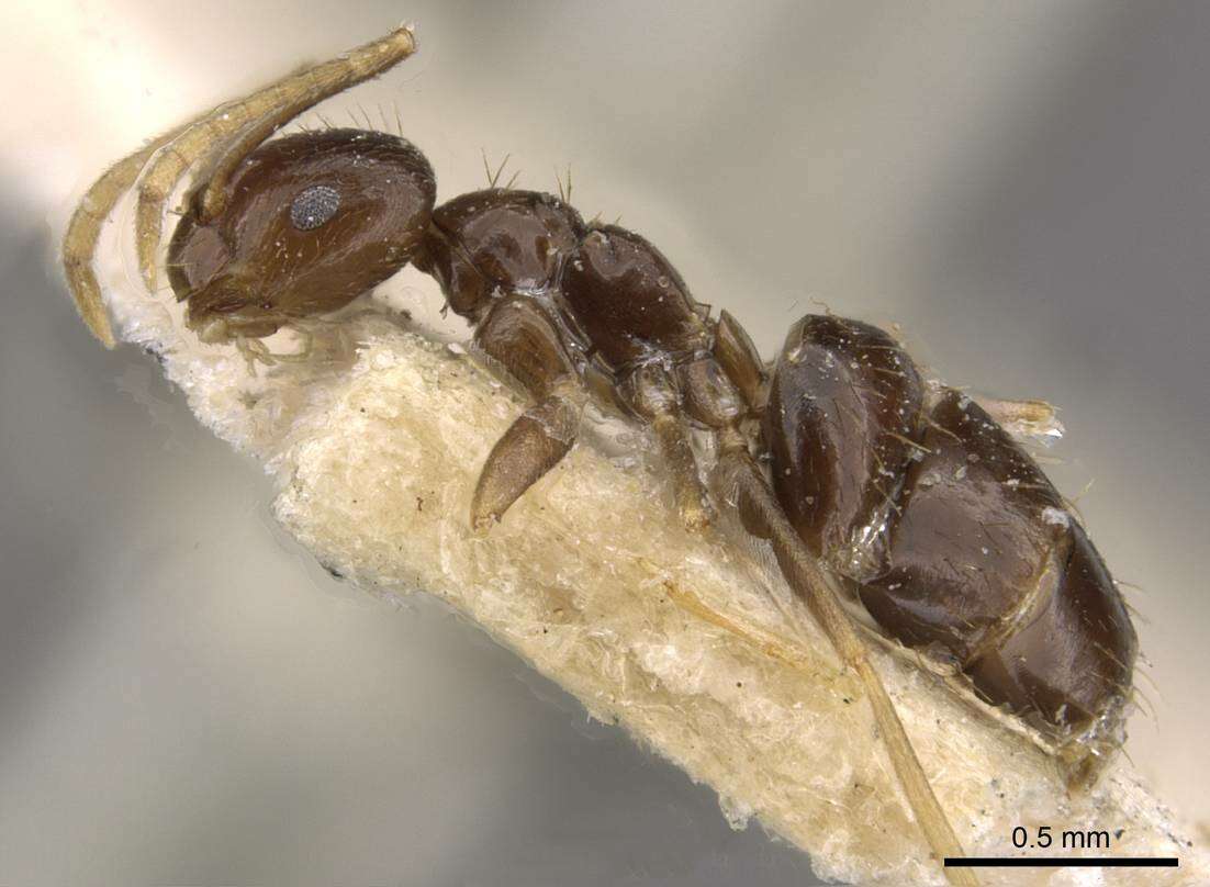 Imagem de Brachymyrmex