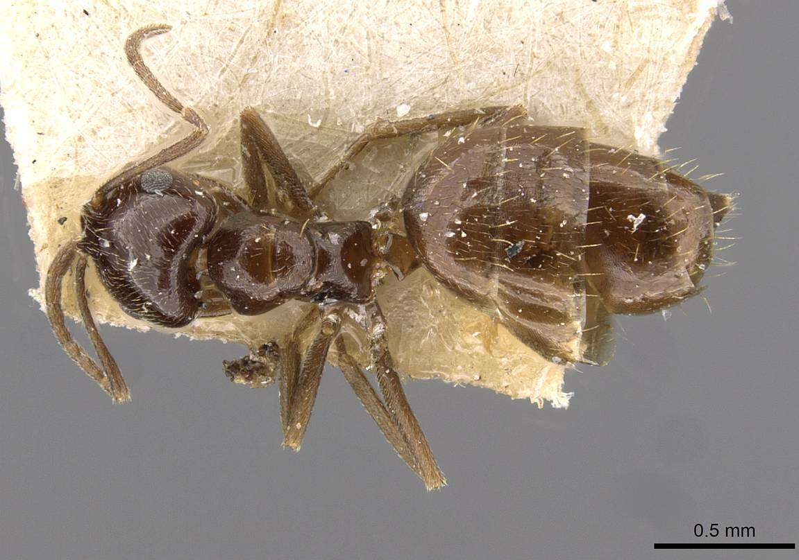 Image of Brachymyrmex bruchi Forel 1912