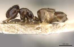 Image of Brachymyrmex bruchi Forel 1912