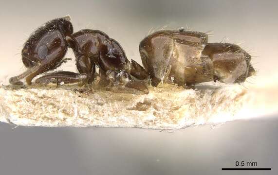 Image of Brachymyrmex bruchi Forel 1912