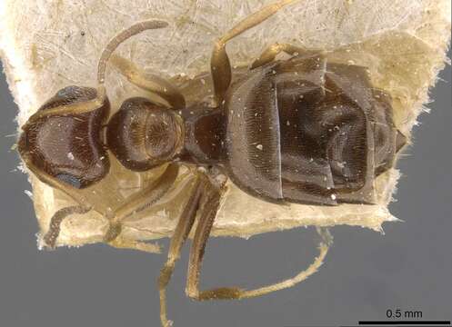 Imagem de Brachymyrmex bruchi Forel 1912