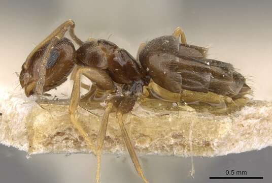 Imagem de Brachymyrmex bruchi Forel 1912