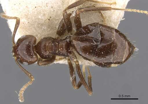 Image of Brachymyrmex degener Emery 1906