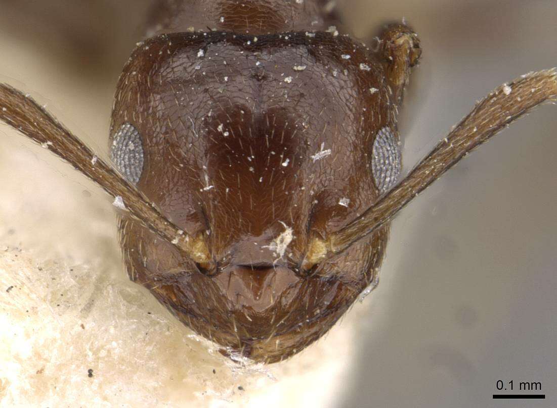 Image of Brachymyrmex degener Emery 1906