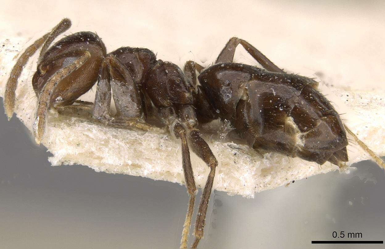 Image of Brachymyrmex degener Emery 1906