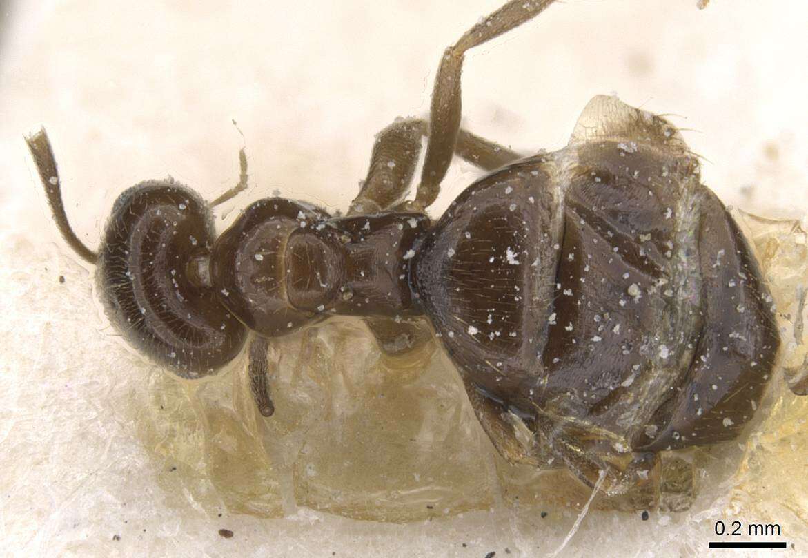 Image of Brachymyrmex giardi Emery 1895