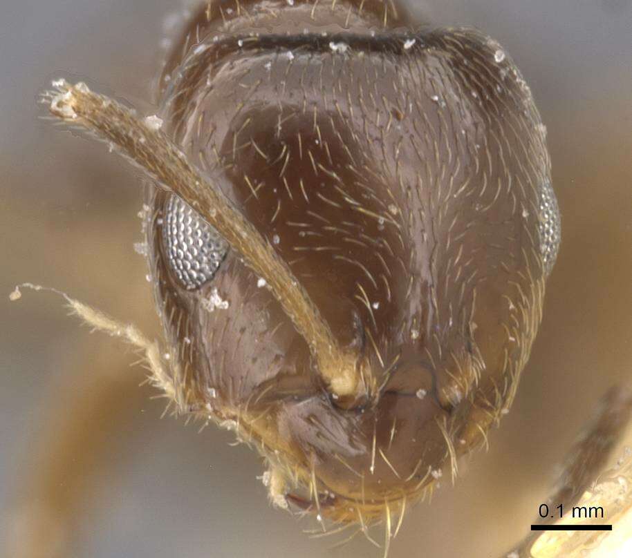 Image of Brachymyrmex giardi Emery 1895