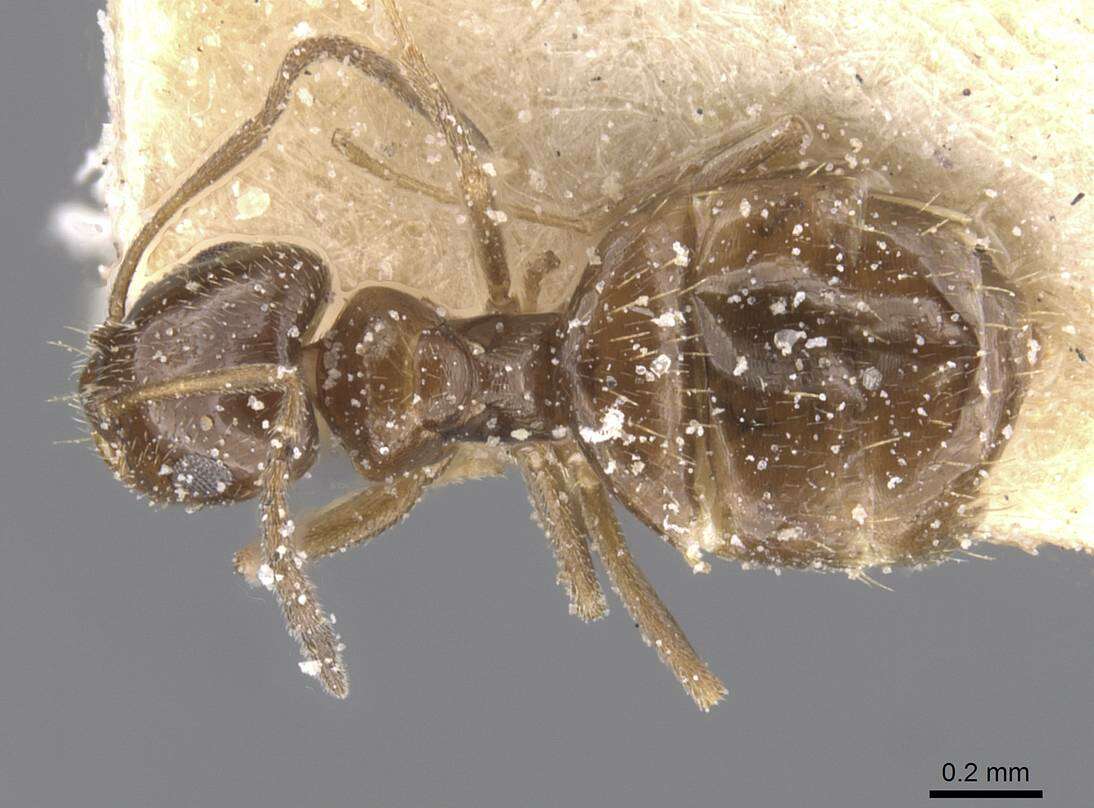 Image of Brachymyrmex bruchi Forel 1912