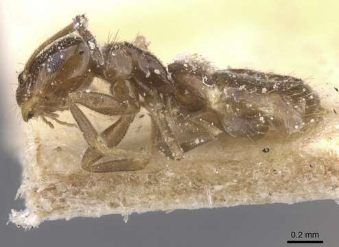 Imagem de Brachymyrmex bruchi Forel 1912