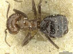 Imagem de Brachymyrmex coactus Mayr 1887