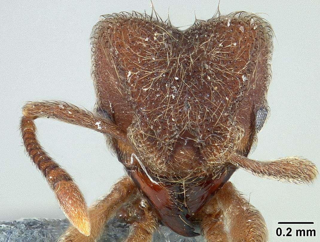 Image of Sericomyrmex saramama