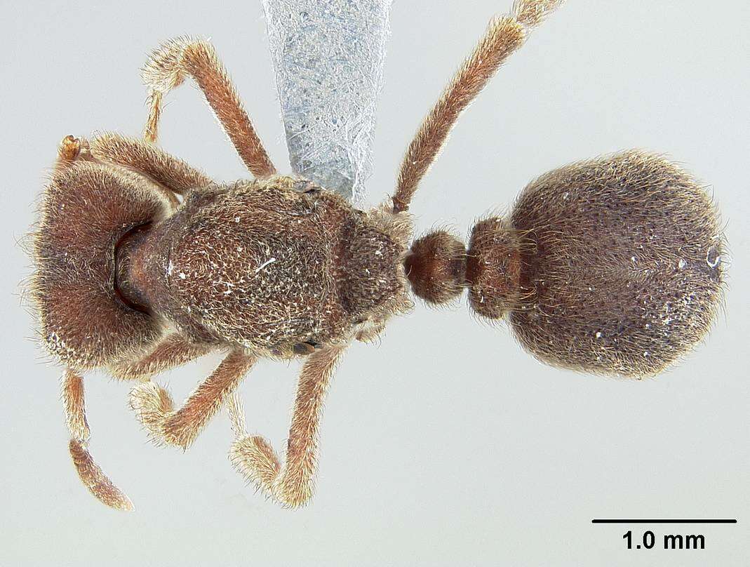 Image of Sericomyrmex saramama