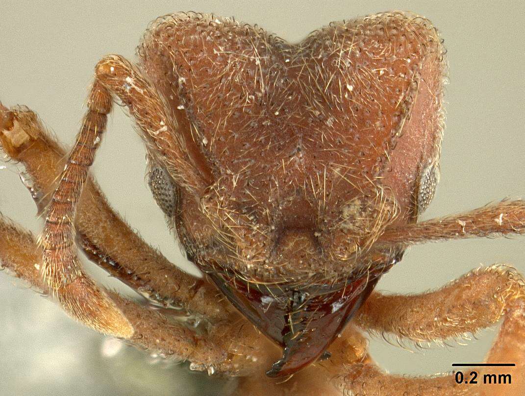 Image of Sericomyrmex maravalhas