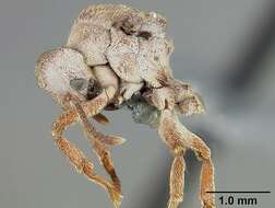 Image of Sericomyrmex maravalhas