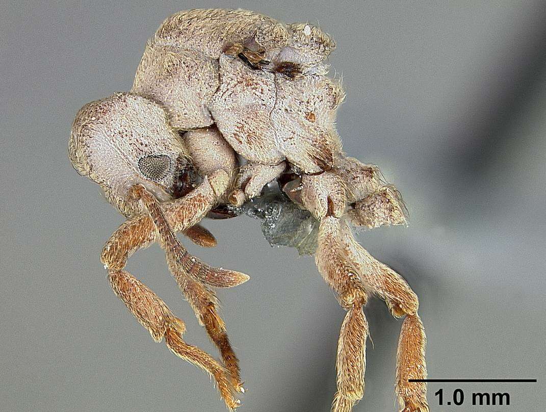 Image of Sericomyrmex maravalhas