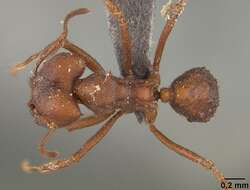 Image de Acromyrmex landolti (Forel 1885)