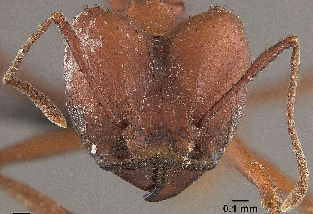 Image de Acromyrmex landolti (Forel 1885)