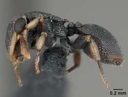 Cephalotes resmi