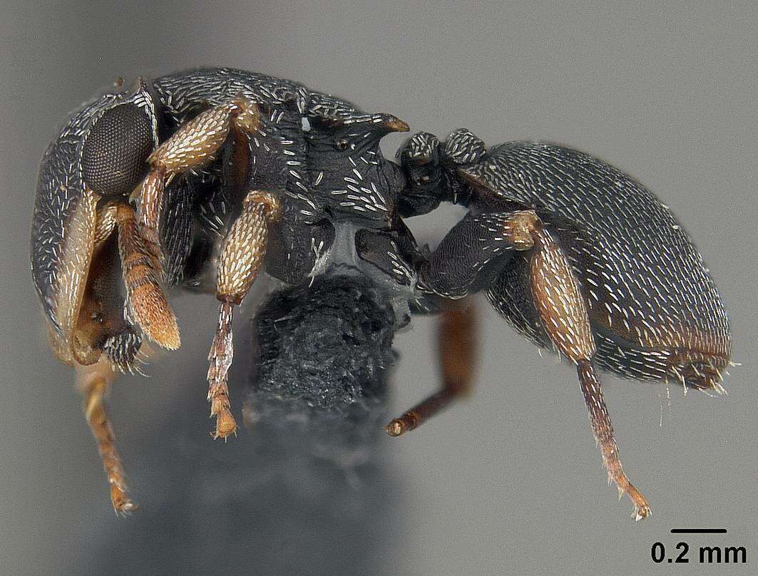 Cephalotes resmi