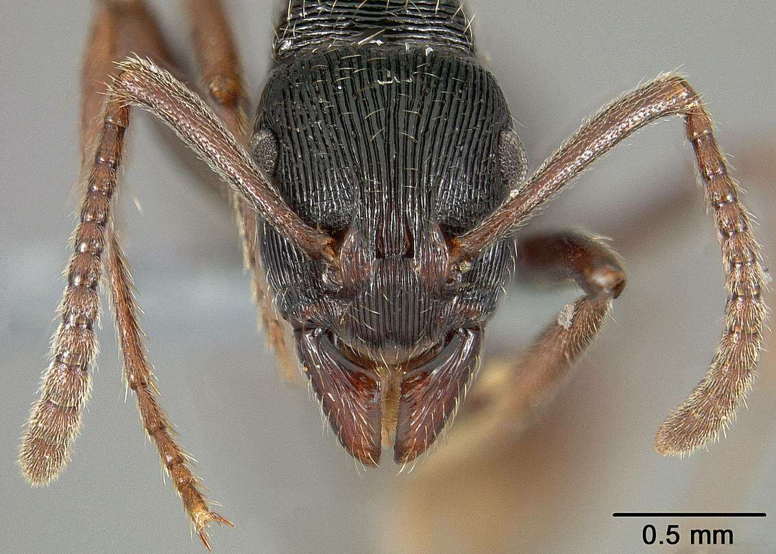 Image of Gnamptogenys ammophila Lattke 1990