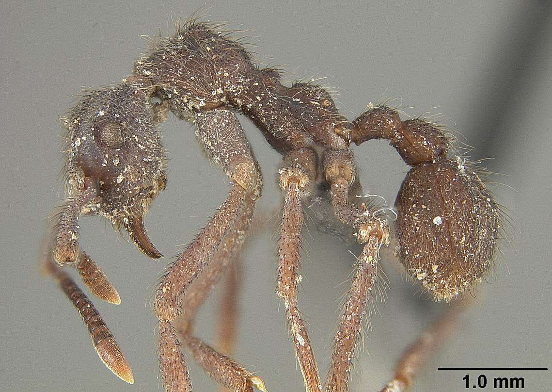 Image of Apterostigma